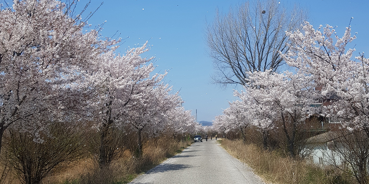 낙동강변 둑길 사진